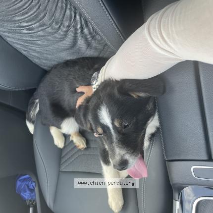 Photo 1/1 Found dog Found in Communay