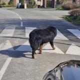 Picture of dog found at Hulluch