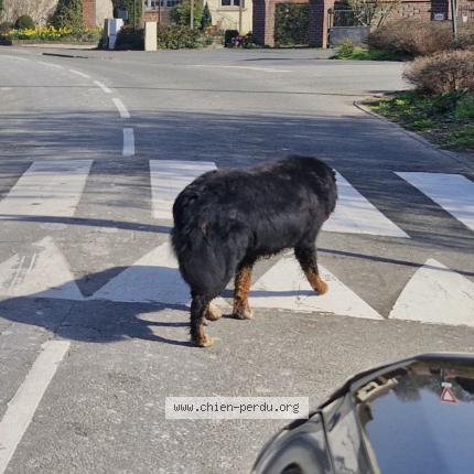 Photo 1/1 Found dog Found in Hulluch