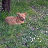 Picture of dog found at Bessieres