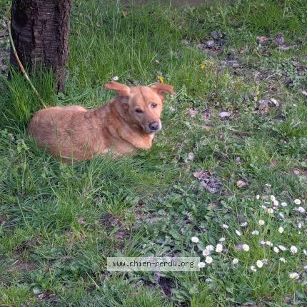 Photo 1/1 Found dog Found in Bessieres