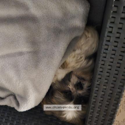 Picture of dog lost at Lourches