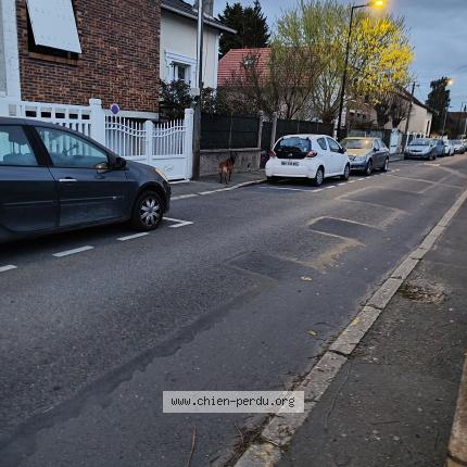 Photo 1/1 Found dog Found in Sartrouville