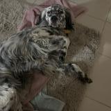 Picture of dog found at La Chevroliere