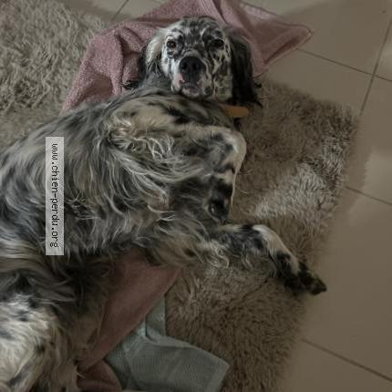 Photo 1/1 Found dog Found in La chevroliere