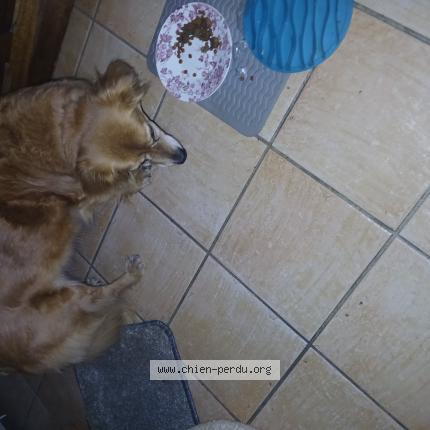 Photo 1/1 Found dog Found in Palaiseau