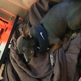 Picture of dog lost at Lasalle