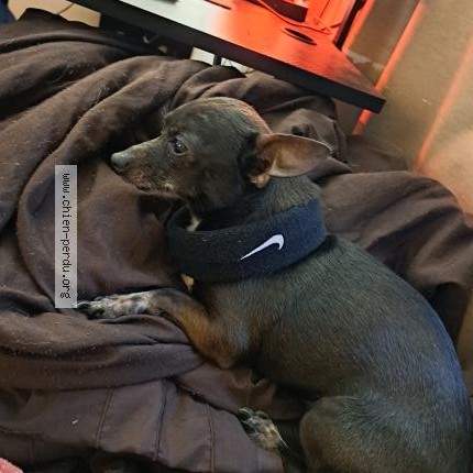 Photo 1/1 Reunited dog Lost in Lasalle