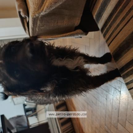 Photo 1/1 Found dog Found in Caba