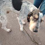 Picture of dog found at Luynes