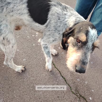 Photo 1/1 Found dog Found in Luynes