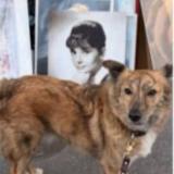 Picture of dog found at Paris