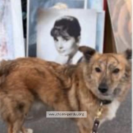 Photo 1/1 Found dog Found in Paris