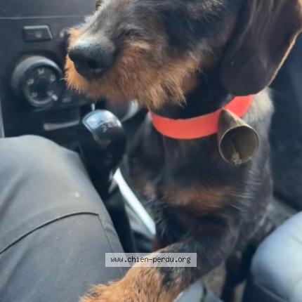 Photo 1/1 Aïdi Chien lost in Lacapelle del fraisse