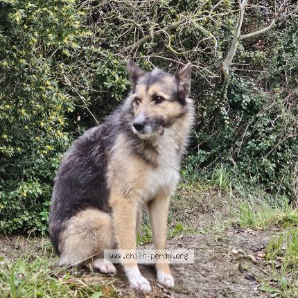 Photo 1/1 Found dog Found in Arles pont de crau