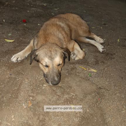 Photo 1/1 Found dog Found in Managua