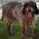 Picture of dog found at Marcy Sur Anse