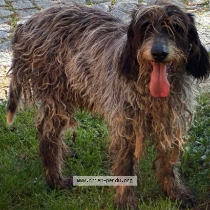 Photo 1/1 Found dog Found in Marcy sur anse