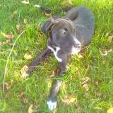 Picture of dog lost at Saint Pardoux Du Breuil