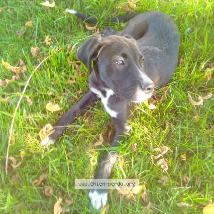 Photo 1/1 Salvio Chien lost in Saint pardoux du breuil