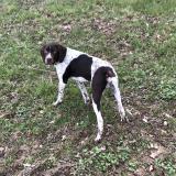 Picture of dog lost at Saint Blaise Du Buis