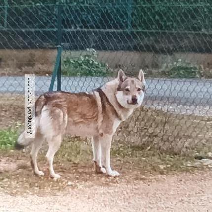 Photo 1/1 Myrddin Chien lost in St vite