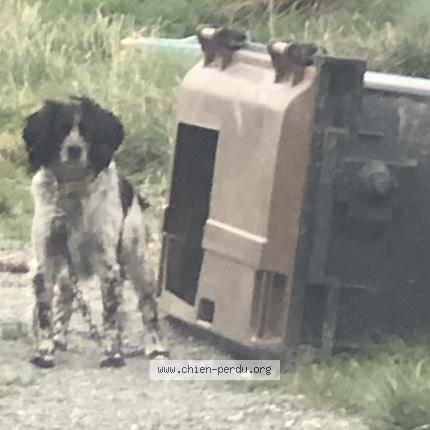 Photo 1/1 Found dog Found in Auneau