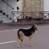 Picture of dog found at Laguenne Sur Avalouze