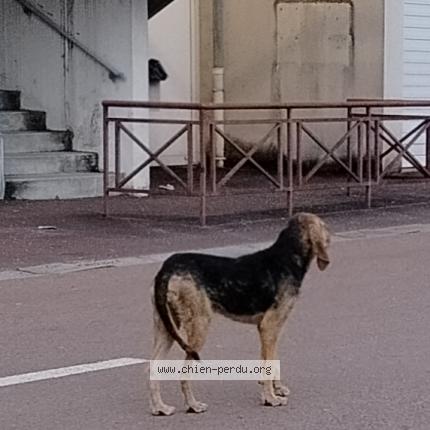 Photo 1/1 Found dog Found in Laguenne sur avalouze