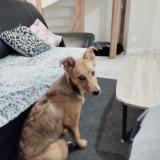 Picture of dog lost at Jargeau