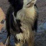 Picture of dog lost at Le Perreon