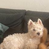 Picture of dog lost at Henin Beaumont