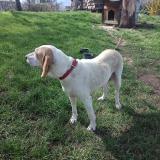 Picture of dog found at Arviere En Valromey