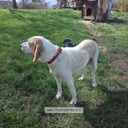 Photo 1/1 Found dog Found in Arviere en valromey