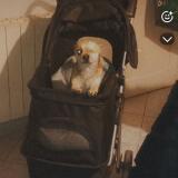 Picture of dog found at Greasque