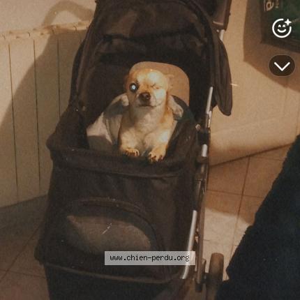 Photo 1/1 Found dog Found in Greasque