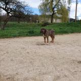 Picture of dog found at Lucey