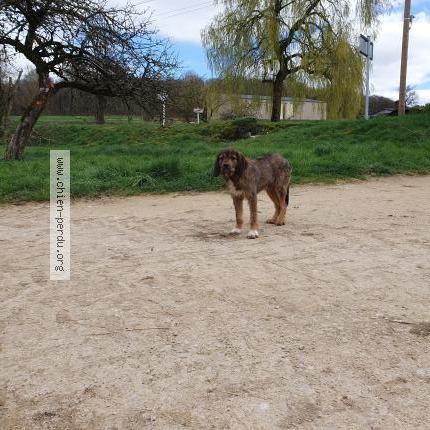 Photo 1/1 Found dog Found in Lucey