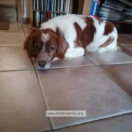 Picture of dog lost at Raismes