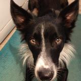 Picture of dog lost at Torxe