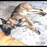 Picture of dog lost at Allauch