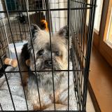 Picture of dog found at Claix