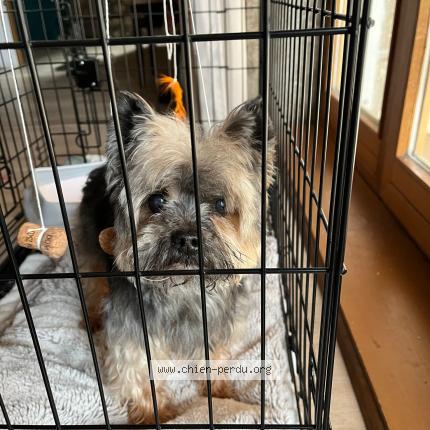 Photo 1/1 Found dog Found in Claix