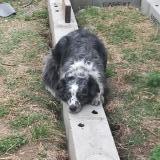 Picture of dog lost at Saint Antoine L Abbaye