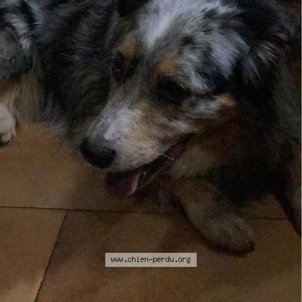 Photo 1/1 Found dog Found in Hem