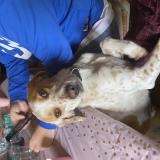 Picture of dog lost at Entraigues