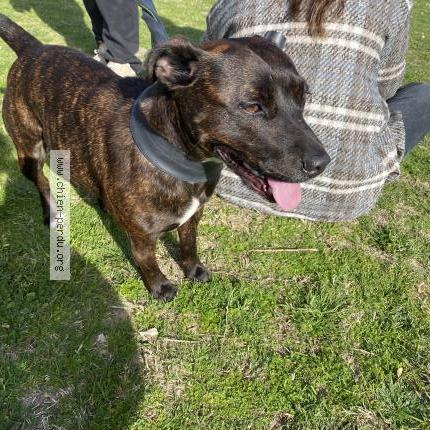 Photo 1/1 Found dog Found in Anglet