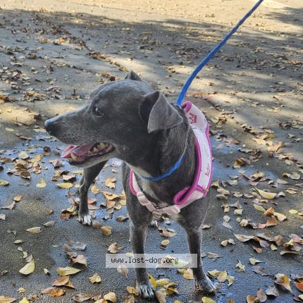 Photo 1/1 Reunited dog Found in Miami