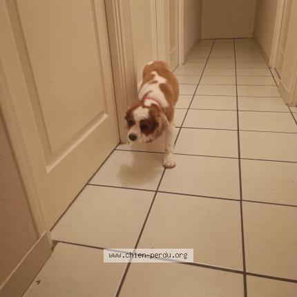 Photo 1/1 Found dog Found in Saint Senier Sous Avranches