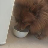 Picture of dog found at Clarensac